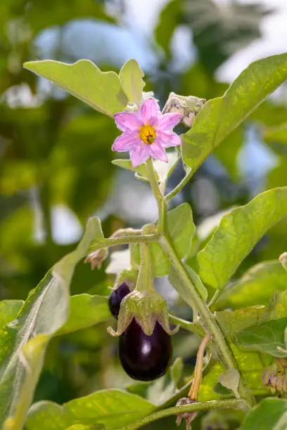 Eggplant, aubergine or brinjal is a plant species in the nightshade family Solanaceae. Solanum melongena is grown worldwide for its edible fruit