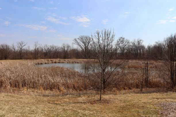 istock Pond in the Countryside 1390096289