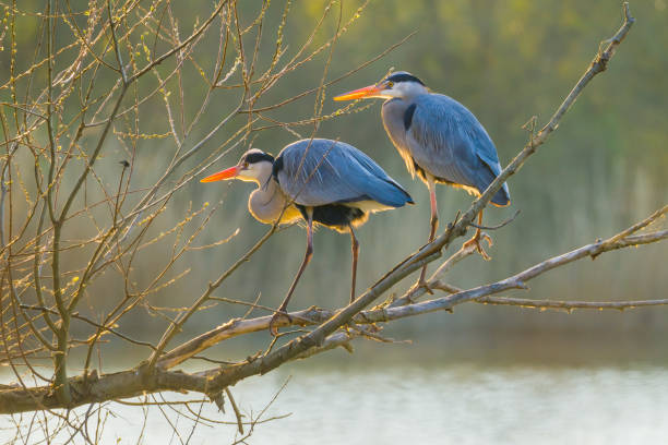 istock Two sunlit herons on tree branch over lake 1390097595