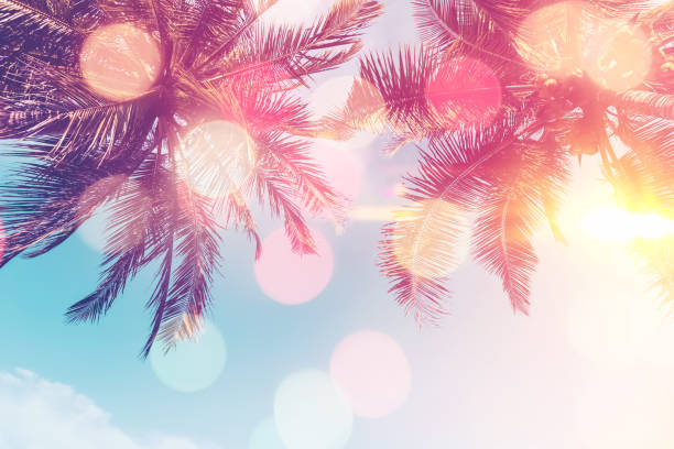istock Copy space of silhouette tropical palm tree on sunset sky with bokeh light leak abstract background. Summer vacation and nature travel adventure concept. 1390099114