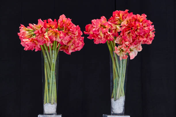 plantas de gladiolus e flores em um frasco de cristal. flores ornamentais - ife - fotografias e filmes do acervo