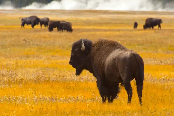 Wandering bison alongside a road just outside Yellowstone.