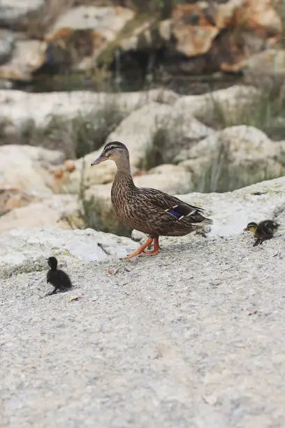 Photo of Mother duck with her ducklings