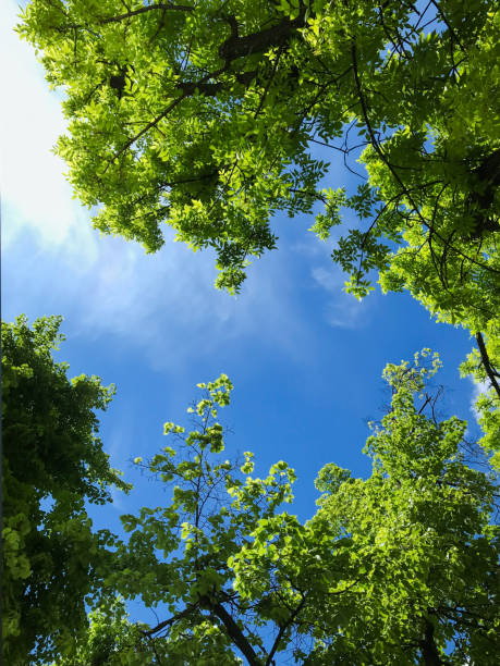 giornata di sole con vegetazione incantevole e cielo blu - sky blue woods park foto e immagini stock