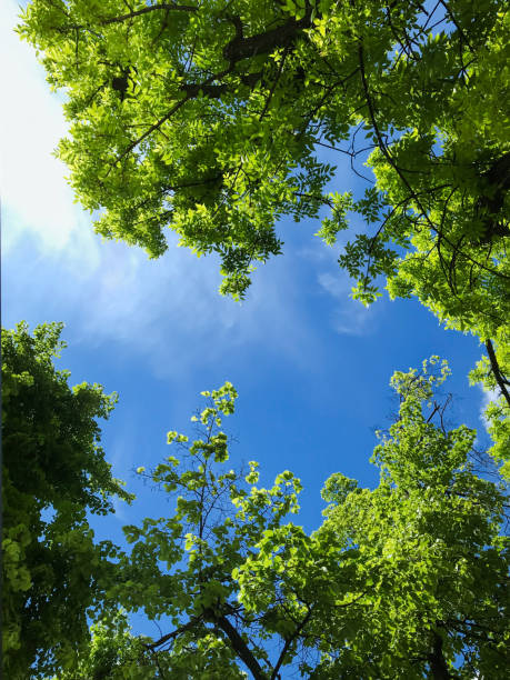 istock Sunny day with lovely greenery and blue sky 1390100202