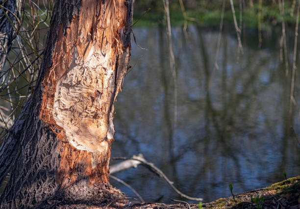 The thick willow above the river is gnawed by beavers. Selective focus.