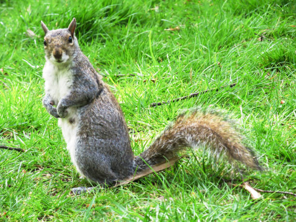 A curios Gray squirrel, standing on its hind legs on a green manicured lawn. stock photo
