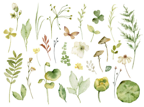 Watercolor set of elements with green leaves and branches. Floral illustrations for greetings, wallpapers, invitation, wedding stationary, fashion, background. Watercolor vector set of elements with green leaves and branches. Floral illustrations for greetings, wallpapers, invitation, wedding stationary, fashion, background. watercolor flower stock illustrations
