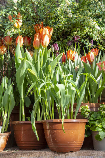 istock Many ceramic pots with spring flowers are arranged in a row. 1390104088