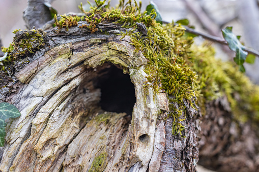 Tree hollow in the old moss-covered stump, located in a large forest, close, Background. Copy space