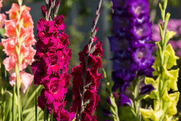 gladioli, spade-gigli, gladioli multicolori fioriscono nel giardino. primo piano dei fiori di gladiolo. i gladioli luminosi fioriscono in estate. grandi fiori e boccioli su uno sfondo verde. - flower purple gladiolus isolated foto e immagini stock