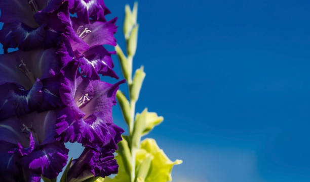 gladioli, spade-gigli, gladioli multicolori fioriscono nel giardino. primo piano dei fiori di gladiolo. i gladioli luminosi fioriscono in estate. grandi fiori e boccioli su uno sfondo verde. - flower purple gladiolus isolated foto e immagini stock
