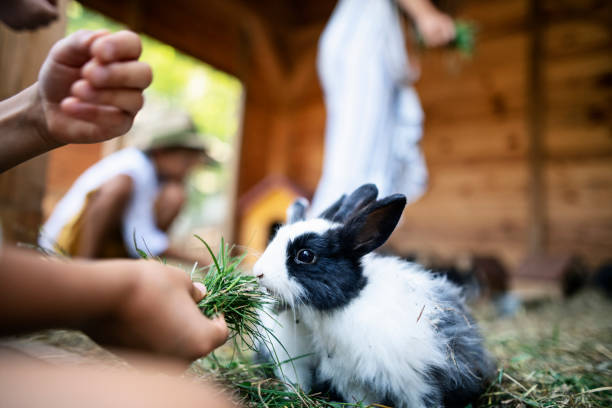 Kids feeding bunnies in a farm stock photo