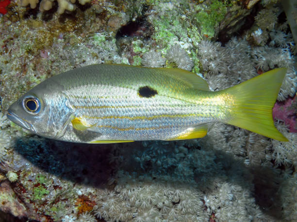 istock Ehrensberg Snapper (Lutjanus ehrenbergii) in the Red Sea, Egypt 1390107276