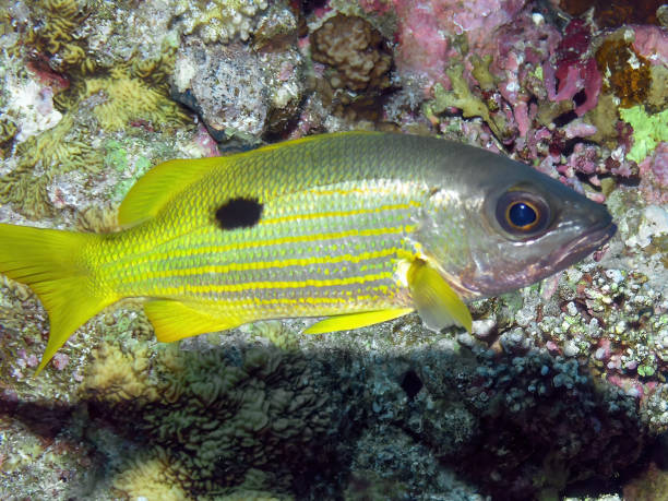 istock Ehrensberg Snapper (Lutjanus ehrenbergii) in the Red Sea, Egypt 1390107279