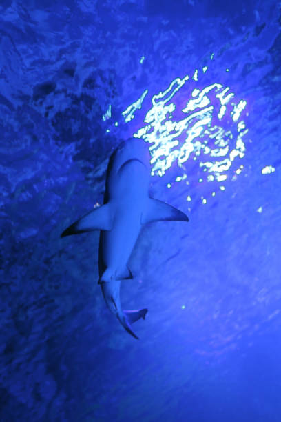 istock Shark is swimming in blue water. 1390107316