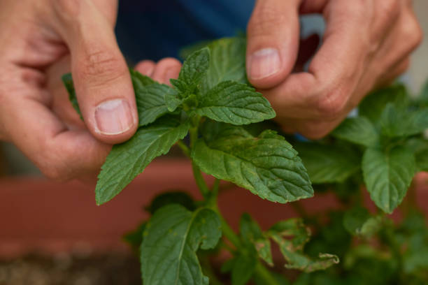 istock Young Latin man growing basil in urban garden. 1390107446