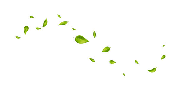 istock Green leaves wave. Flying foliage ornament on white banner. Leaf falling. Vegan, eco, organic design element. Cosmetic pattern border. Fresh tea background. Beauty product. Vector illustration 1390107494