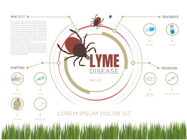 infografik zur borreliose . welt-lyme-borreliose-tag, der durch den biss einer infizierten zecke kontrahiert wird. - krankheitsvektor stock-grafiken, -clipart, -cartoons und -symbole