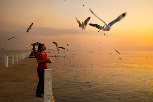 Seagull bird eat crackling from woman hand. Bang Pu Resort Samut Prakan