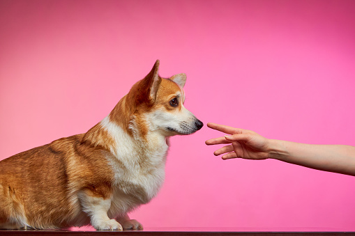 Corgi dog extends his muzzle to the human hand. The concept of canine emotions. Pets.