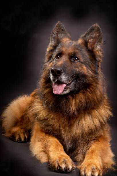 istock A bright German shepherd with a long coat sits on a black background 1390109443