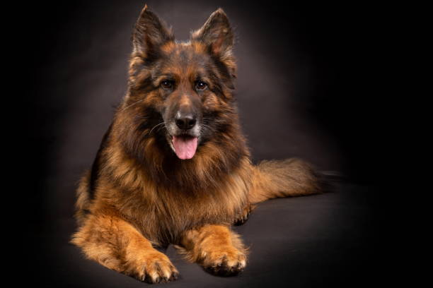 istock A bright German shepherd with a long coat sits on a black background 1390109971