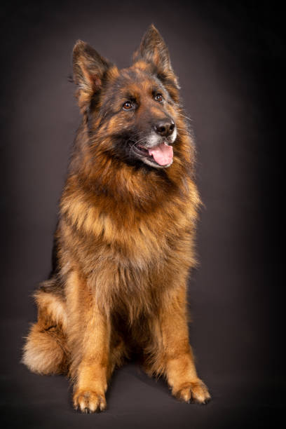 istock A bright German shepherd with a long coat sits on a black background 1390110018