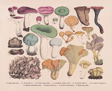 Edible and poisonous mushrooms: 1-3) Fragile brittlegill (Russula fragilis); 4-7) Sickener (Russula emetica); 8-10) Green brittlegill (Russula virescens); 11-14) False chanterelle (Hygrophoropsis aurantiaca, or Cantharellus aurantiacus); 15-18) Golden chanterelle (Cantharellus cibarius); 19-20) Horn of plenty (Craterellus cornucopioides); 21) Yellowfoot (Craterellus tubaeformis, or Cantharellus infundibuliformis); 22)  Yellow brain (Tremella mesenterica); 23) Wood ear (Auricularia auricula-judae, or Auricularia sambucina); 24) Cauliflower fungus (Sparassis crispa). Hand-clored wood engraving, published in 1887.