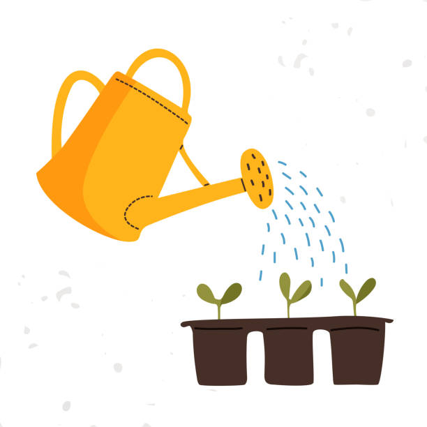 illustrations, cliparts, dessins animés et icônes de l’arrosage jaune vecteur peut être isolé sur fond blanc. outils de jardinage. les semis sont arrosés à partir d’un arrosoir. - pouring growth can water
