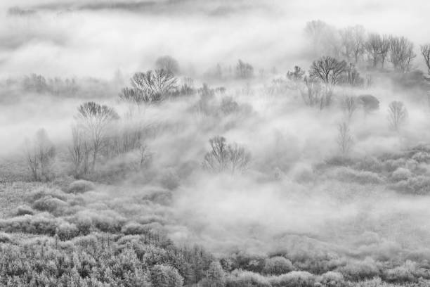 Black and white landscape in the wild