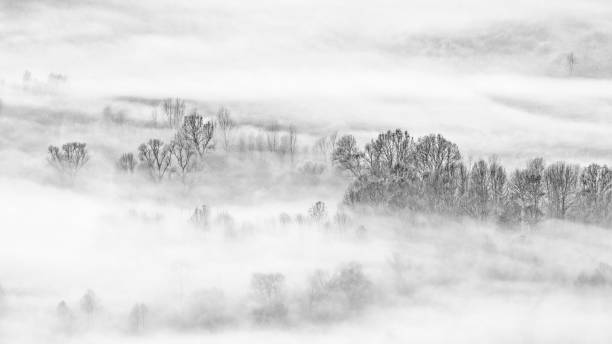 istock Black and white landscape in the wild 1390112219
