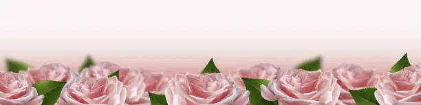 Vector illustration of Realistic pink 3d rose flowers on white background