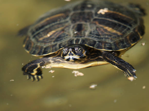 istock turtle in a little lake 1390112460