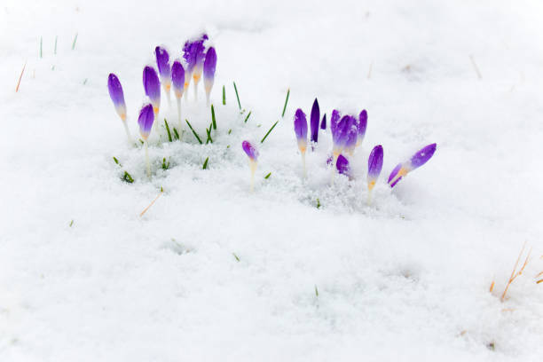 istock Crocus buds poke their heads through the snow 1390112600