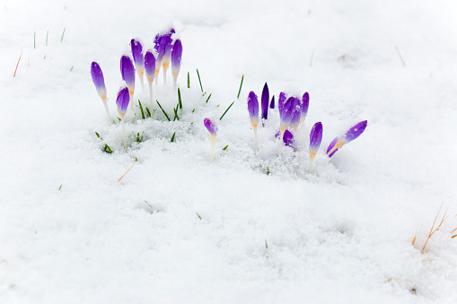 Crocus buds in spring poke their heads through the snow.
