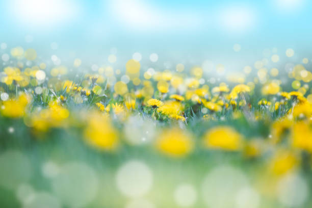 Spring meadow with green grass and yellow dandelions