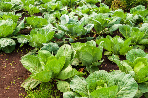 istock Rows of white cabbage in the garden. White cabbage in the garden. 1390115521