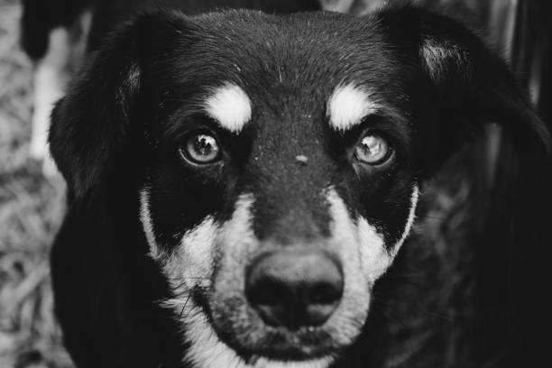 istock Street dog 1390116987