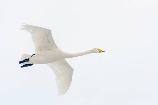 istock Whooper swan, Cygnus cygnus in flight 1390121755