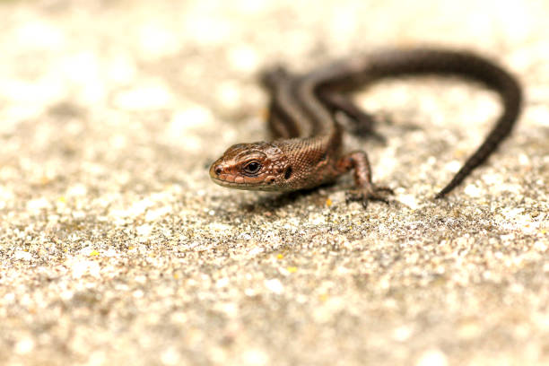 istock Common lizard, Zootoca vivipara 1390121892