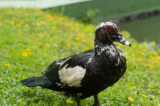 istock Black Domestic Muscovy duck on a green grass 1390121918
