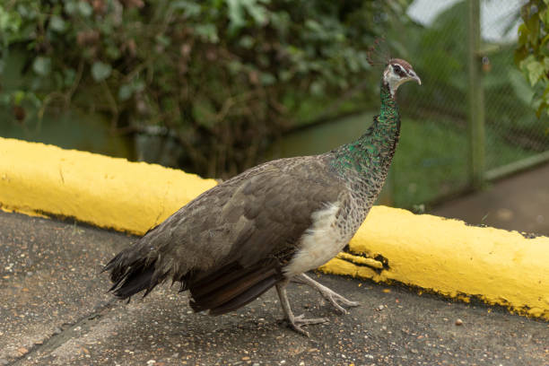 istock A beautiful peacock walking in a park 1390122063