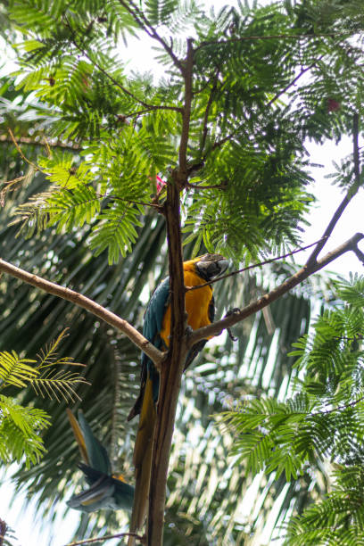 istock A beautiful cyan and yellow macaw in front of some trees 1390122074