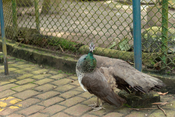 istock A peacock in a zoo looking at the camera 1390122203