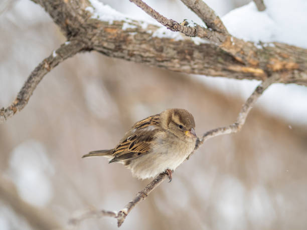 istock Sparrow sits on a branch without leaves. 1390122762