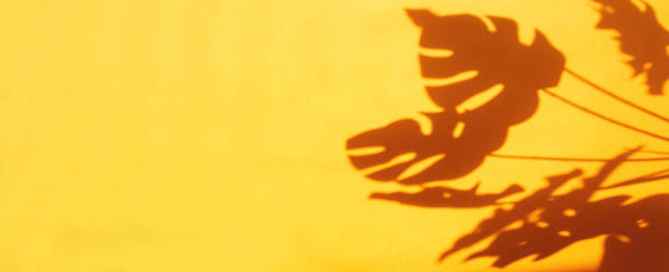 istock monstera leaf shadow on orange background with space for text. nature background 1390122902