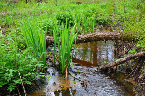 fresh green jeune rush en arrière-plan - mountain nature abstract forest swamp photos et images de collection