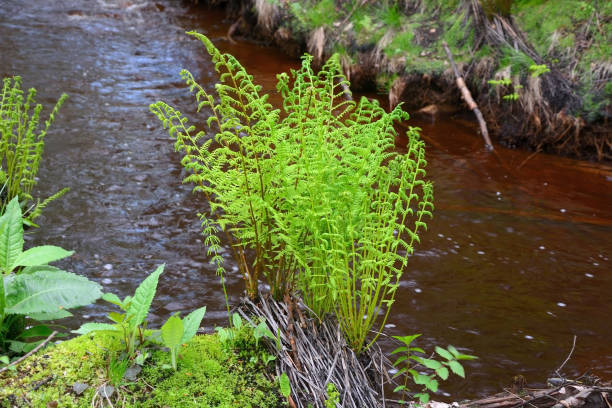 petite fougère au ruisseau - mountain nature abstract forest swamp photos et images de collection