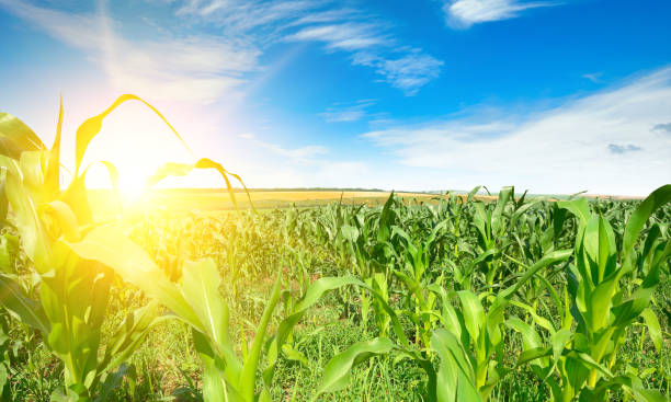 istock Sunrise in cornfield and blue sky. 1390124273
